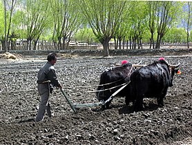 Tibet'te tarlaları süren yaklar