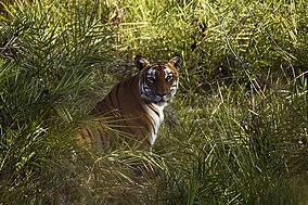 Harimau di Bandipur