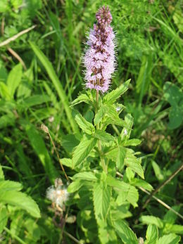 Fodormenta (Mentha spicata)