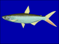 Miniatura per Llista de peixos del Txad