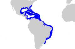 Distribución del tiburón limón