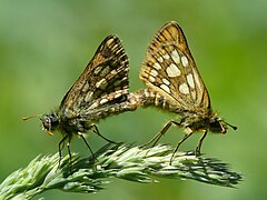 Gelbwürfeliger Dickkopffalter (Carterocephalus palaemon), Paarung