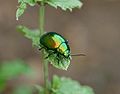 Chrysolina herbacea