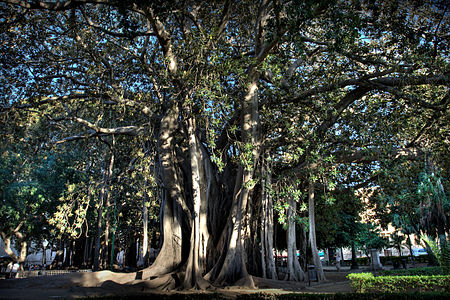 Sur la piazza Marina de Palerme