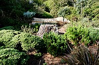 Landscaped woods with stone wall in background