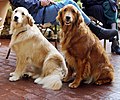 Deux chiens Golden Retriever assis côte à côte, tous deux fauve ou sable, l'un est clair tandis que l'autre est foncé, presque roux.