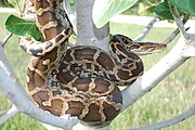 Python molurus