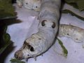 Silkworm, 5th instar.