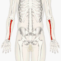 Položaj lakatne kosti (crvena)