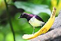 Amethystglanzstar (Cinnyricinclus leucogaster) im Jurong Bird Park