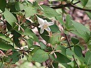 花と萼片（2012年5月13日）