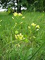 Glatt-Brillenschötchen (Biscutella laevigata)