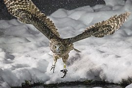 bufniță pescar (Ketupa blakistoni)