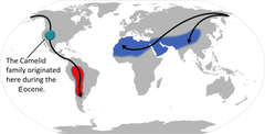 Zemljevid sveta s prikazano razširjenostjo kamelid. Črne črte označujejo hipotetične poti selitve.
