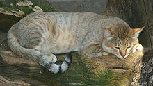 African wildcat (Felis lybica)