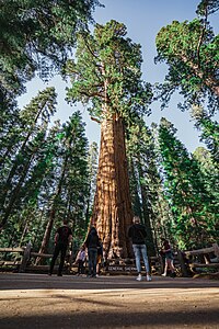 Vue générale du General Sherman en 2022.