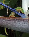 Image 50Gold dust day gecko