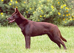 Rosso Australian Kelpie