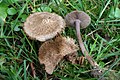 褐色で傘に鱗片が顕著なアセタケ属の一種
