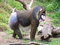 Mandrill (Mandrillus sphinx)