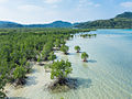 Image 7Mangrove forests (from Marine ecosystem)