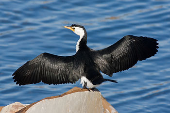 Little Pied Cormorant