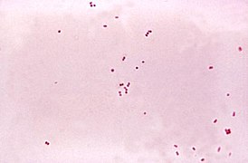 Чыстая культура Neisseria meningitidis. Афарбоўка па Граму