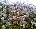 Clematis vitalba seeds