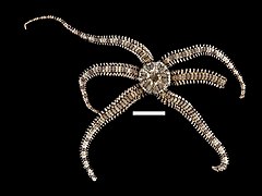 Autre espèce cosmopolite, Ophiactis savignyi pourrait être l'échinoderme le plus largement répandu.
