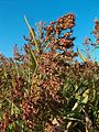 Sorghum sudanense