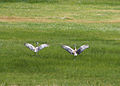 *Sandhill cranes