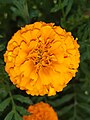 Tagetes erecta