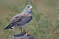 Fehérszárnyú ölyv (Buteo albicaudatus)