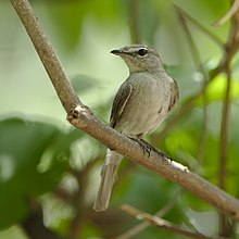 ashy flycatcher perched on branch