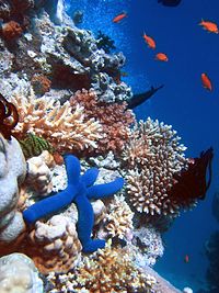 Great Barrier Reef, Australien