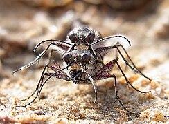 Calomera littoralis nemoralis