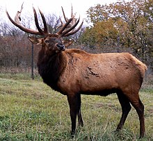 Cervus canadensis (Wapiti)