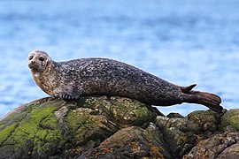 Phoca vitulina ~ Spedol (Phocidae)