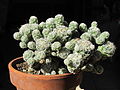 Mammillaria vetula sub. gracils