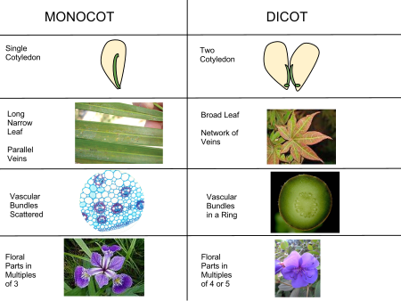 Illustration af forskelle mellem enkimbladede og tokimbladede