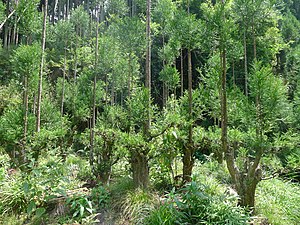 Un jeune arbre daisugi que l'on essaie de faire revivre dans le quartier Sugisaka de Kita-ku (Kyoto).