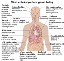 A photograph of the upper body of a man labelled with the names of viruses that infect the different parts