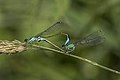 14. Kék légivadászok (Ischnura elegans) párzása (Barton Fields, Abingdon, Oxfordshire, Anglia) (javítás)/(csere)