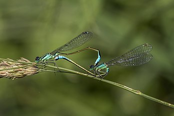 Acasalamento de donzelinha-de-cauda-azul (Ischnura elegans) em Barton Fields, Abingdon, Oxfordshire, Inglaterra. Esta espécie está presente na maior parte da Europa. É uma espécie extremamente comum. Estas donzelinhas podem ser encontradas em uma ampla gama de ambientes de várzea, com águas paradas e de fluxo lento, água salobra e poluída. As fêmeas sempre colocam seus ovos nas partes flutuantes das plantas sem qualquer envolvimento do macho. (definição 4 841 × 3 227)