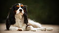 Chien Cavalier King Charles, couché, de face, tricolore.