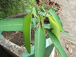 Távírónövény (Codariocalyx motorius) Indiában