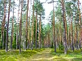 Image 29Latvian Pine Forest in Ķegums Municipality (from Forest)