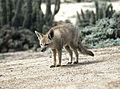 Argentine grey fox