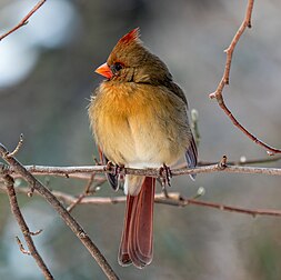 Fêmea de cardeal-do-norte (Cardinalis cardinalis) no Central Park, Nova Iorque, Estados Unidos. Ao contrário dos machos de cor carmesim, as cardeais-do-norte são mais marrom pálido, com variações na coloração devido à dieta. Esta espécie pode ser encontrada no sudeste do Canadá, no leste dos Estados Unidos do Maine ao Minnesota, no Texas, Novo México, sul do Arizona, sul da Califórnia e ao sul do México, Belize e Guatemala. É também uma espécie introduzida em alguns locais como as Bermudas e o Havaí. Seu habitat inclui florestas, jardins, matagais e pântanos. Diferentemente da maioria das aves canoras norte-americanas, as fêmeas e os machos cantam. Já foi valorizado como animal de estimação, mas sua venda como pássaro de gaiola foi proibida nos Estados Unidos pela Lei do Tratado de Aves Migratórias de 1918. (definição 3 269 × 3 259)