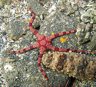 Ophiolepis superba, une Ophiolepididae